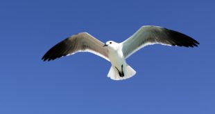 Calcul distance à vol d'oiseau entre 2 villes : comment le faire ?