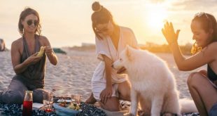 Où aller en vacances en France avec son chien ?