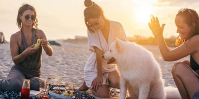 Où aller en vacances en France avec son chien ?