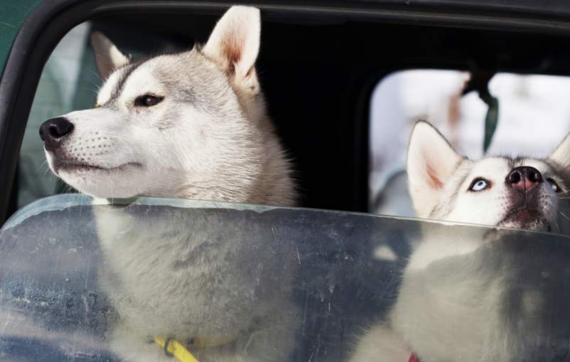 Peut-on voyager avec des animaux au niveau du tunnel sous la Manche ?