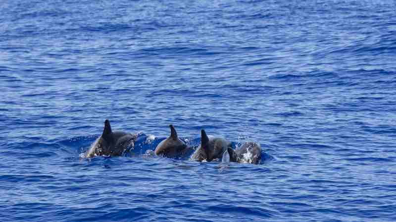 Une excursion en bateau pour observer les dauphins