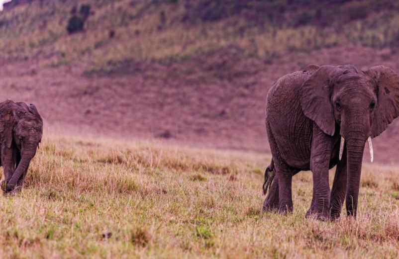 Choisir le parc national en Tanzanie : comment procéder ?