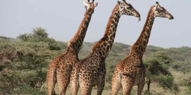 Quelle est la meilleure période pour un safari en Tanzanie ?