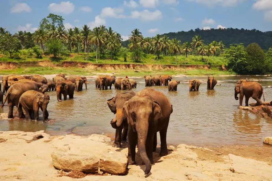 Quand peut-on observer la faune sauvage au Sri Lanka ?