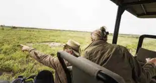 Safaris en Afrique : À la découverte de la faune sauvage en Ouganda et au Kenya
