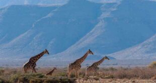Safari en Afrique : Où aller pour une expérience inoubliable ?