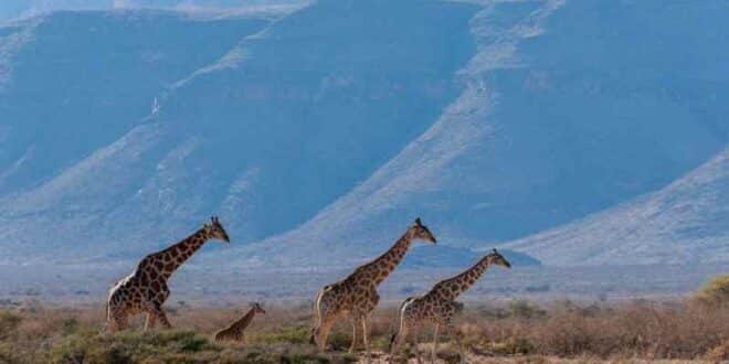 Safari en Afrique : Où aller pour une expérience inoubliable ?
