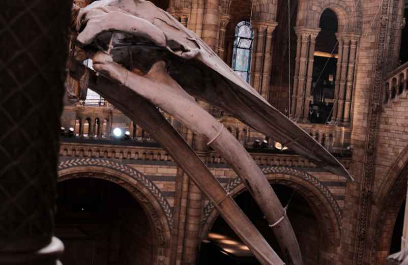 L'architecture et le célèbre squelette central-LMAC