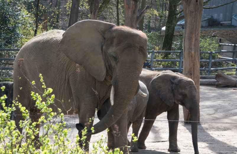 Nature et animaux au parc zoologique de Paris-LMAC