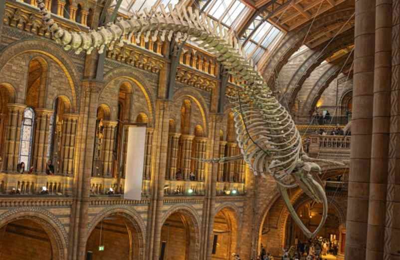 British Museum et Natural History Museum: deux géants accessibles à tous LMAC