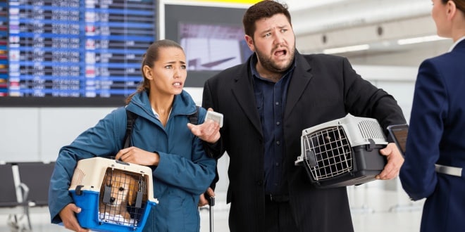 Voyager en avion avec son chien, son chat et autres – Ce que vous devez savoir lorsque vous voyagez avec un animal de compagnie