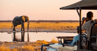 Parc national d'Etosha en Namibie : safari, carte, animaux et conseils pour visiter