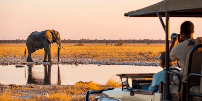 Parc national d'Etosha en Namibie : safari, carte, animaux et conseils pour visiter