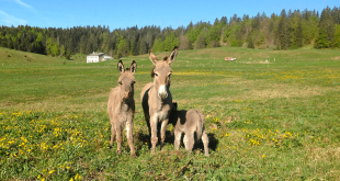 Ferme découverte de l’Enquerne ©Montagnes du Jura