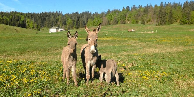 Ferme découverte de l’Enquerne ©Montagnes du Jura