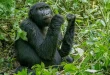 Randonneurs anonymes sur un sentier forestier boueux en Ouganda, lumière du jour