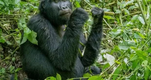 Randonneurs anonymes sur un sentier forestier boueux en Ouganda, lumière du jour