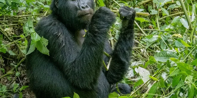 Randonneurs anonymes sur un sentier forestier boueux en Ouganda, lumière du jour