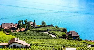 Les vignoble de Montreux