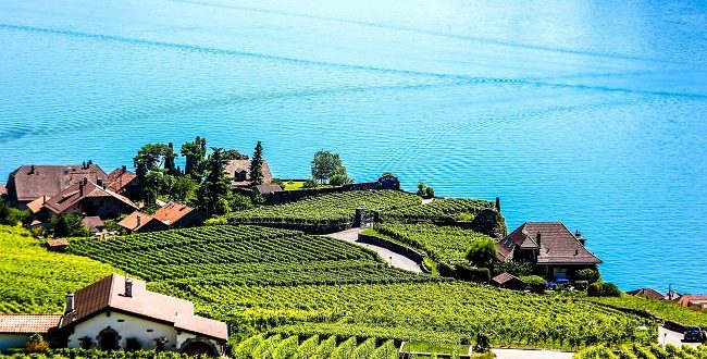 Les vignoble de Montreux