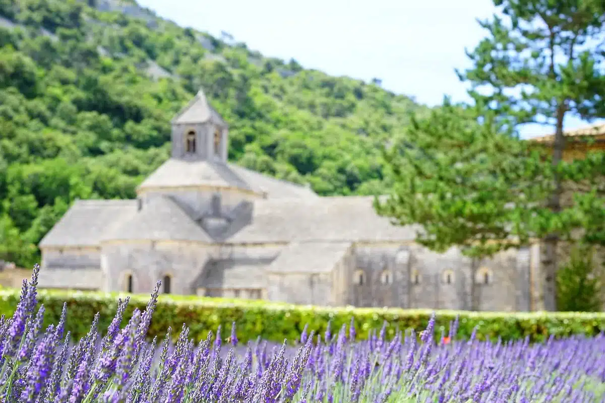 Abbaye de Sénanque entourée de champs de lavande en fleur