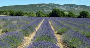 Panorama provençal avec champs de lavande et toits ocres sous un ciel clair