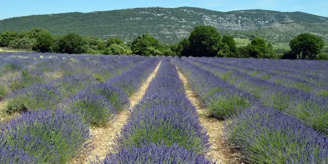 Panorama provençal avec champs de lavande et toits ocres sous un ciel clair