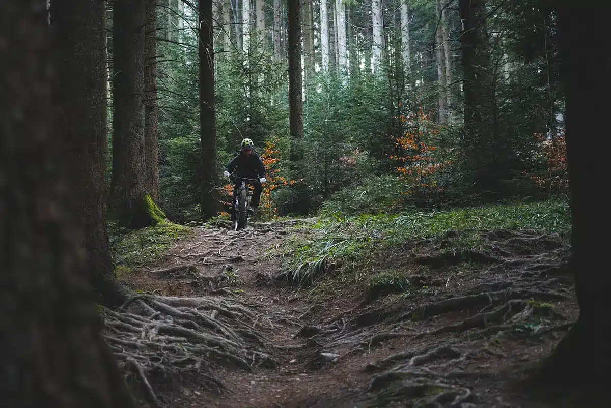 Sentier ensoleillé dans la Forêt de Compiègne pour randonner ou faire du vélo