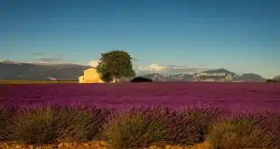 Route sinueuse en Provence bordée de lavande et van garé sur le bas-côté