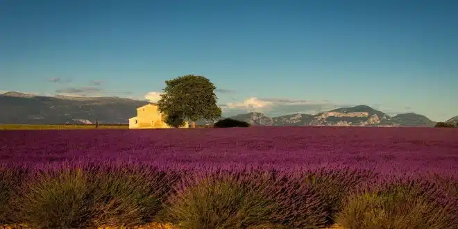 Route sinueuse en Provence bordée de lavande et van garé sur le bas-côté