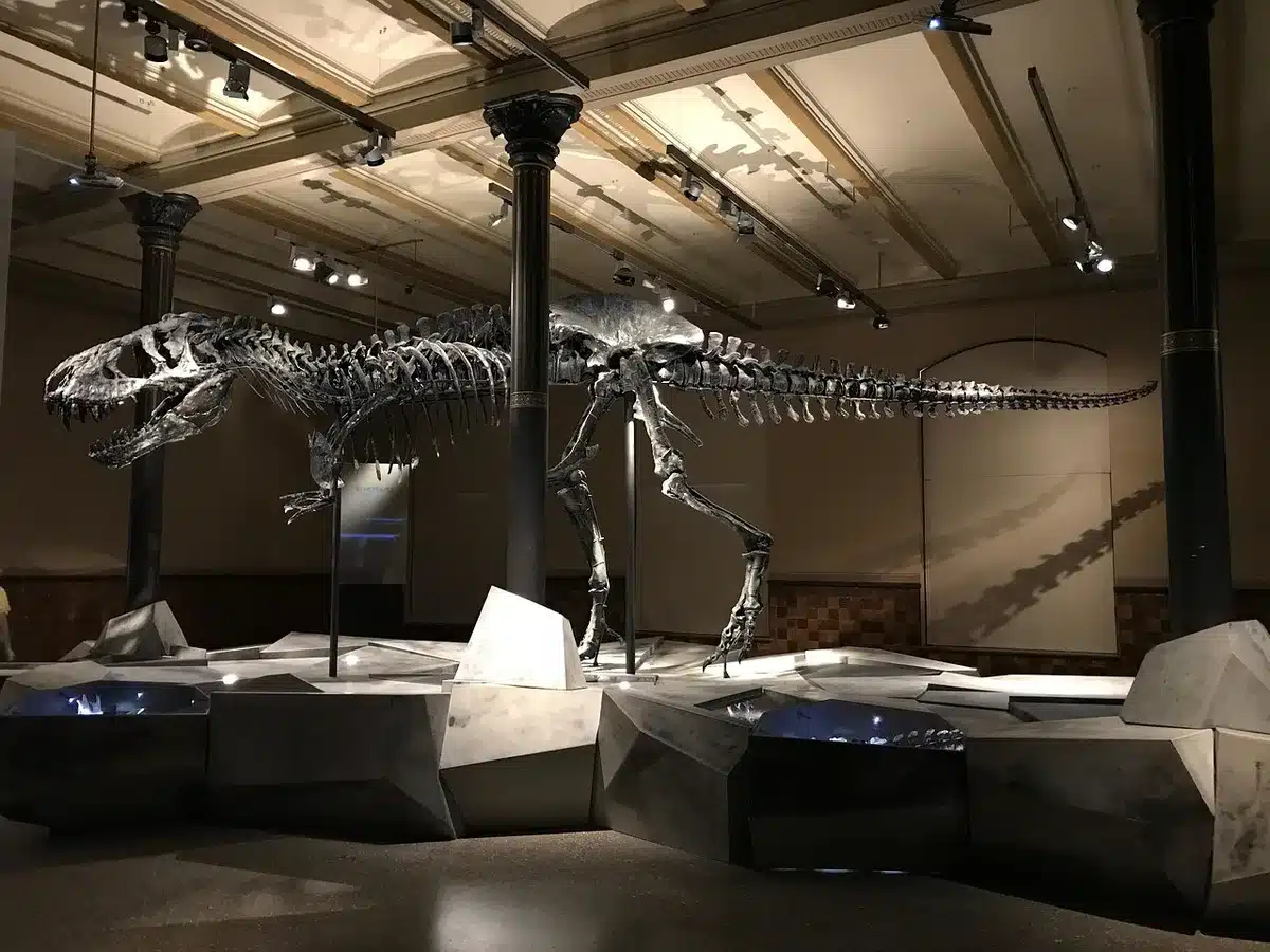 Reconstitution de peintures pariétales dans un espace muséographique