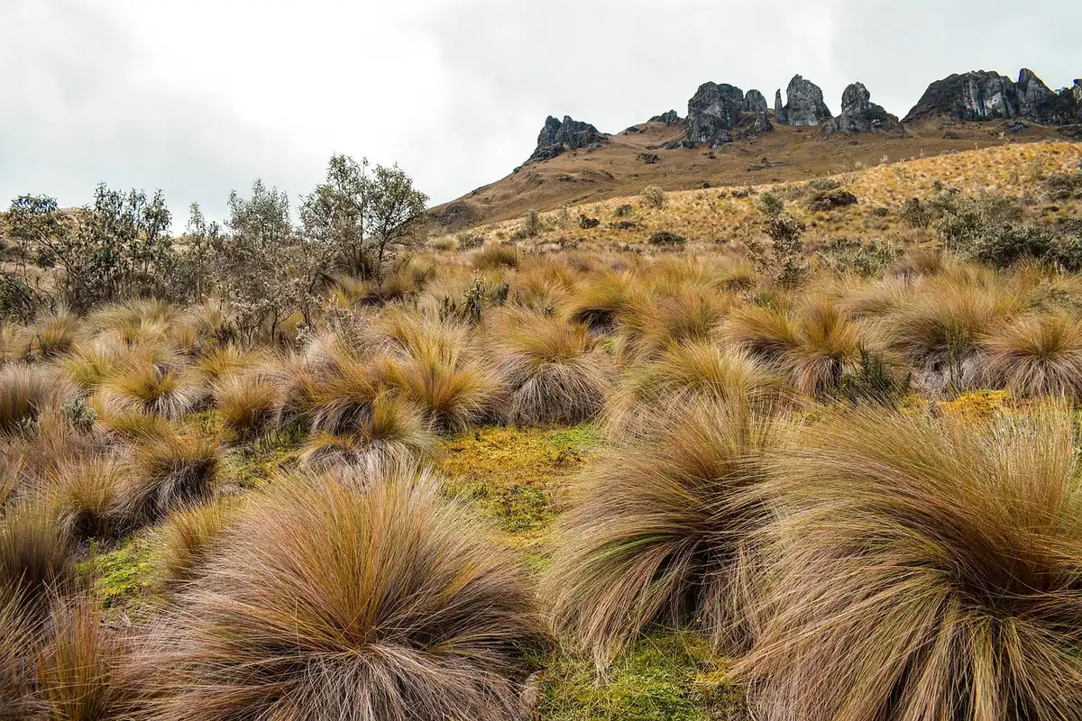 Frailejones et végétation typique du páramo de haute montagne