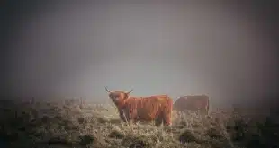 Sentier andin avec frailejones et brume, sac à dos posé près d'une carte
