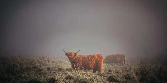 Sentier andin avec frailejones et brume, sac à dos posé près d'une carte