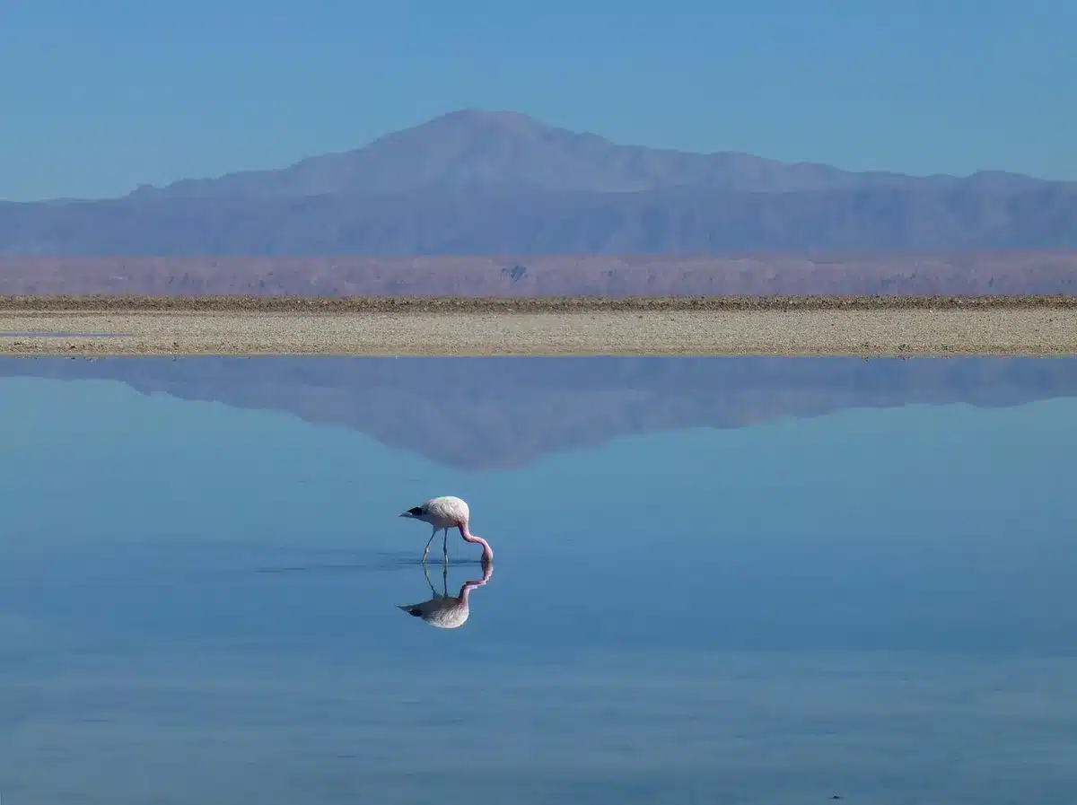 Laguna Colorada aux teintes rouges avec flamants sur les rives