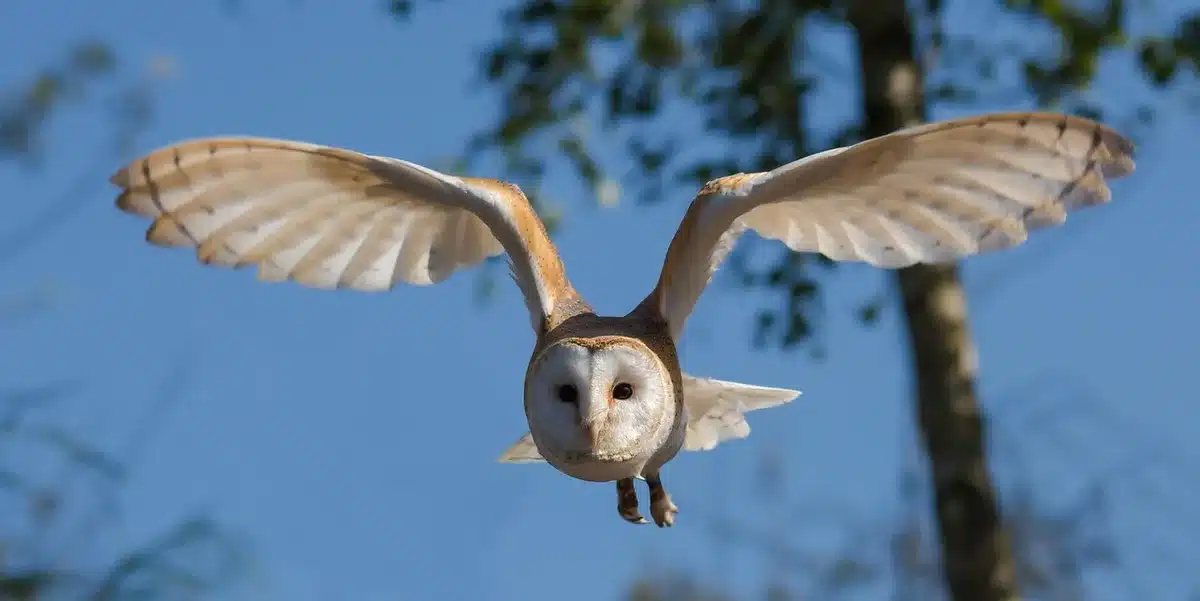 Spectacle de rapaces en vol avec public respectant la distance