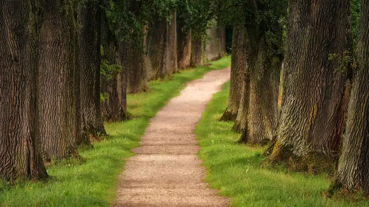 Sentier boisé du parc national de Ba Vi baigné de lumière