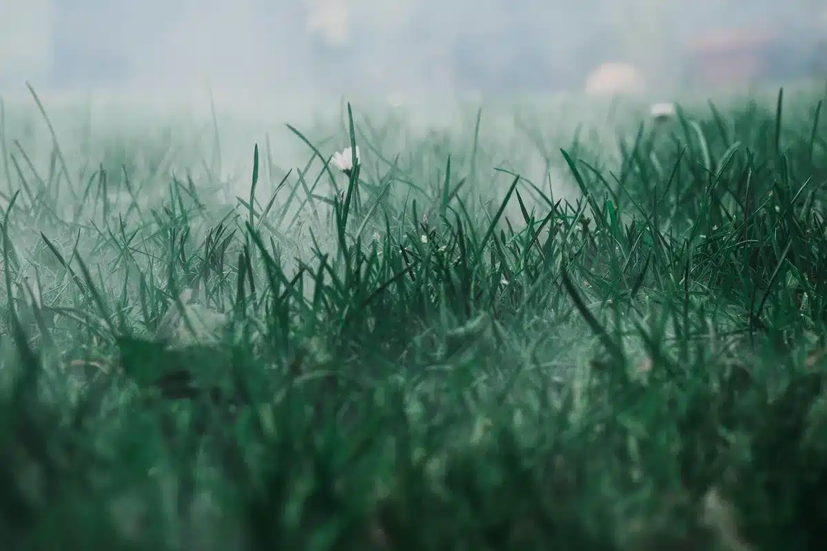Vallée de plantations de thé au matin avec rangées de théiers