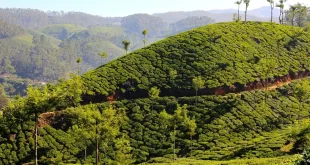 Terrasse en journée surplombant des plantations de thé avec théière et tasses