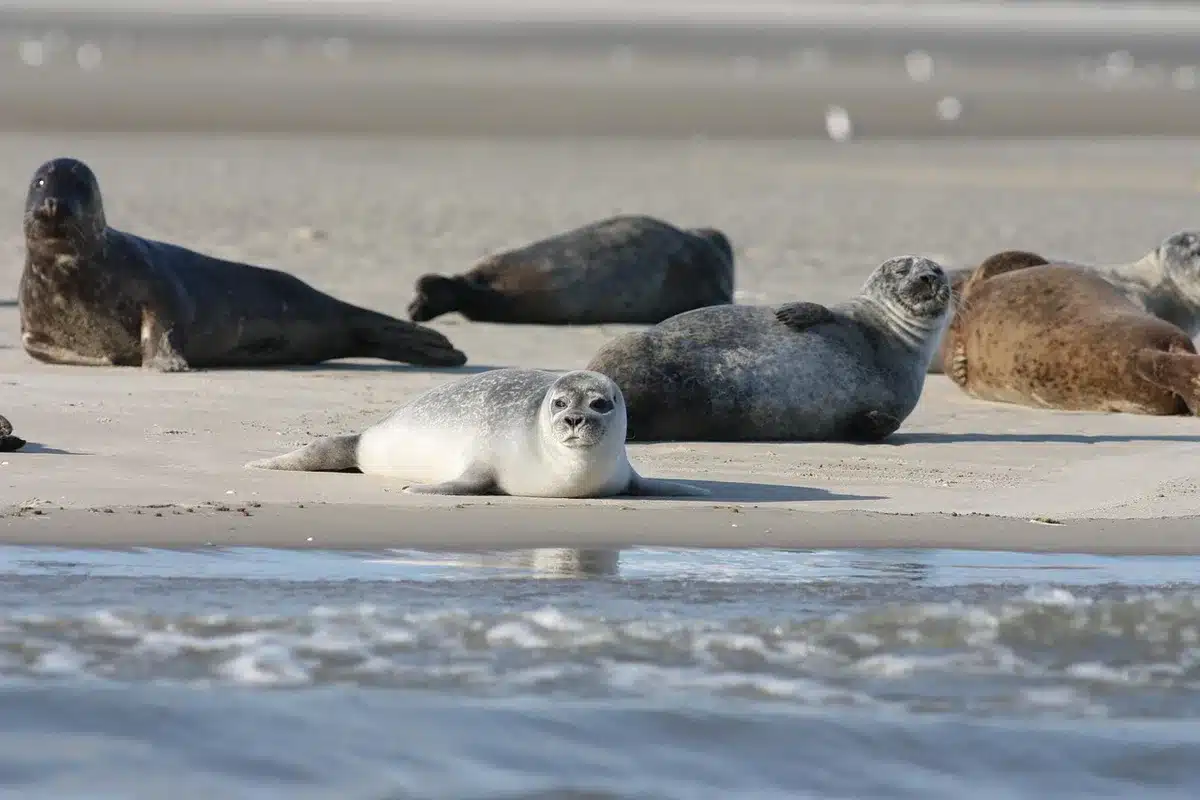 Grande grève découverte à marée basse montrant l'étendue du sable