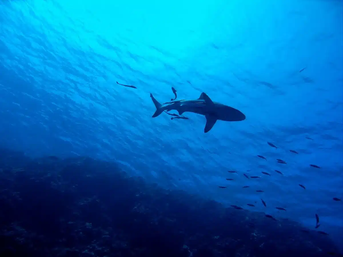 Plongeur faisant du snorkeling près d'un récif corallien aux eaux claires