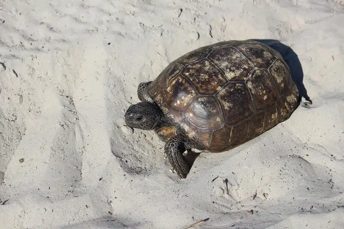 Tortue sur une plage en train de pondre observée de loin